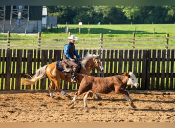 American Quarter Horse, Mare, 4 years, Palomino