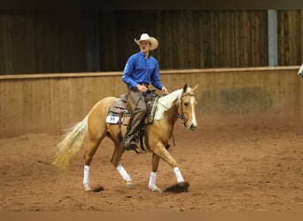 American Quarter Horse, Mare, 4 years, Palomino