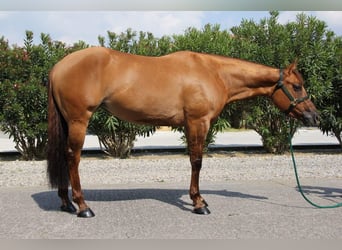 American Quarter Horse, Mare, 4 years, Red Dun