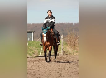 American Quarter Horse, Mare, 4 years