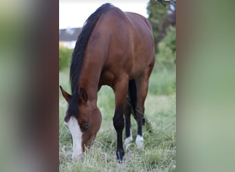 American Quarter Horse, Mare, 4 years