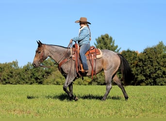 American Quarter Horse, Mare, 4 years, Roan-Bay