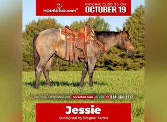 American Quarter Horse, Mare, 4 years, Roan-Bay