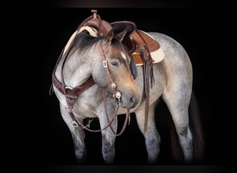American Quarter Horse, Mare, 4 years, Roan-Bay