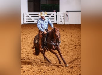 American Quarter Horse, Mare, 4 years, Sorrel