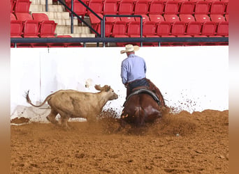 American Quarter Horse, Mare, 4 years, Sorrel