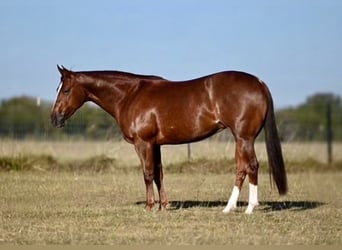 American Quarter Horse, Mare, 4 years, Sorrel