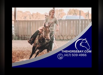 American Quarter Horse, Mare, 5 years, 13 hh, Sorrel