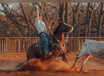 American Quarter Horse, Mare, 5 years, 14.1 hh, Bay