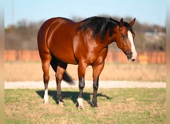 American Quarter Horse, Mare, 5 years, 14.1 hh, Bay