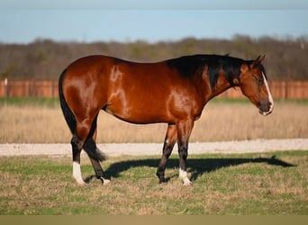 American Quarter Horse, Mare, 5 years, 14.1 hh, Bay