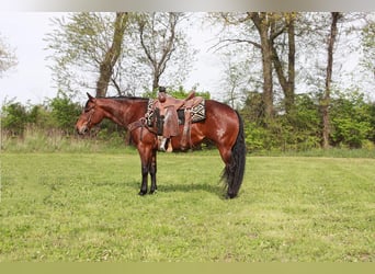 American Quarter Horse, Mare, 5 years, 14,1 hh, Bay