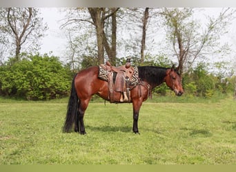 American Quarter Horse, Mare, 5 years, 14,1 hh, Bay