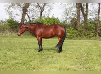 American Quarter Horse, Mare, 5 years, 14,1 hh, Bay