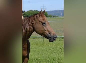 American Quarter Horse, Mare, 5 years, 14,1 hh, Chestnut