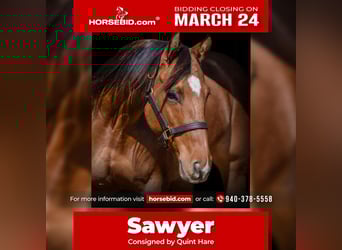 American Quarter Horse Mix, Mare, 5 years, 14.1 hh, Dun