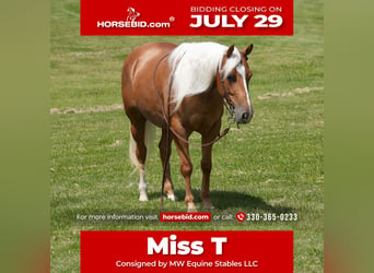 American Quarter Horse, Mare, 5 years, 14.1 hh, Palomino