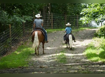 American Quarter Horse, Mare, 5 years, 14.1 hh, Palomino