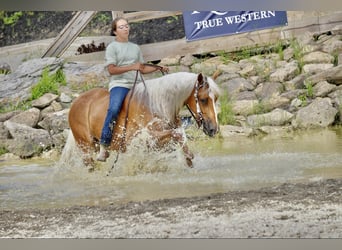 American Quarter Horse, Mare, 5 years, 14.1 hh, Palomino