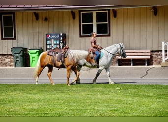 American Quarter Horse, Mare, 5 years, 14.1 hh, Palomino