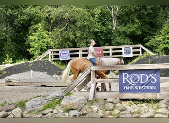 American Quarter Horse, Mare, 5 years, 14.1 hh, Palomino