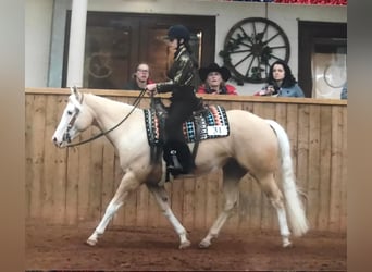 American Quarter Horse, Stute, 5 Jahre, 14,1 hh, Palomino