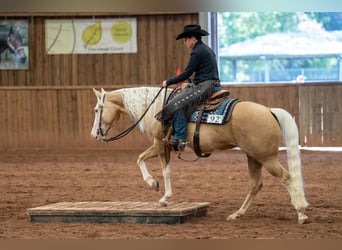 American Quarter Horse, Stute, 5 Jahre, 14,1 hh, Palomino