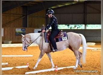 American Quarter Horse, Mare, 5 years, 14,1 hh, Palomino