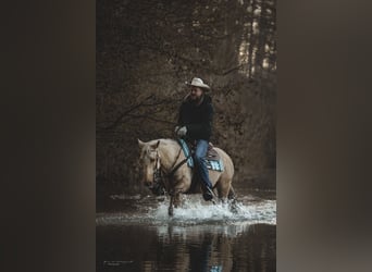 American Quarter Horse, Mare, 5 years, 14.1 hh, Palomino