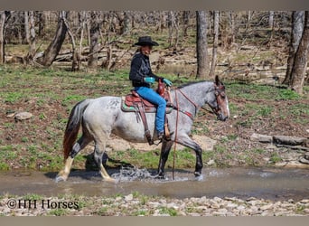 American Quarter Horse, Mare, 5 years, 14,1 hh, Roan-Bay