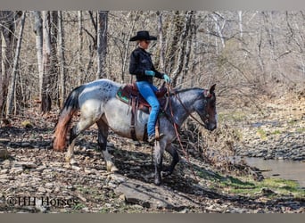 American Quarter Horse, Mare, 5 years, 14,1 hh, Roan-Bay