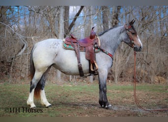 American Quarter Horse, Mare, 5 years, 14,1 hh, Roan-Bay