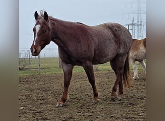 American Quarter Horse, Mare, 5 years, 14.1 hh, Roan-Red