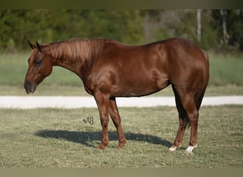 American Quarter Horse, Mare, 5 years, 14,1 hh, Roan-Red