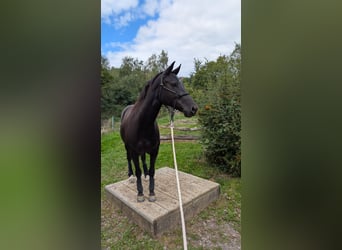 American Quarter Horse, Mare, 5 years, 14.2 hh, Bay-Dark