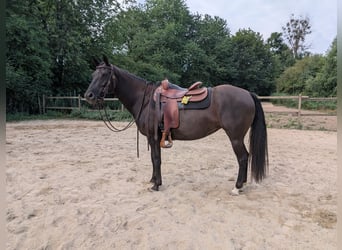 American Quarter Horse, Mare, 5 years, 14.2 hh, Bay-Dark