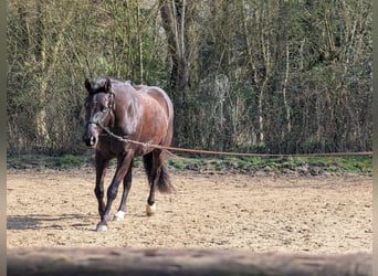 American Quarter Horse, Mare, 5 years, 14.2 hh, Bay-Dark