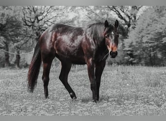 American Quarter Horse, Mare, 5 years, 14.2 hh, Bay-Dark