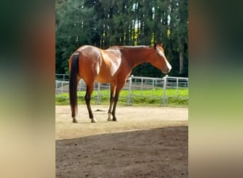 American Quarter Horse, Mare, 5 years, 14.2 hh, Brown
