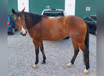 American Quarter Horse, Mare, 5 years, 14.2 hh, Brown