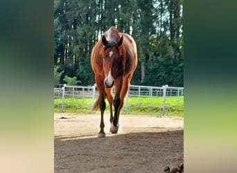 American Quarter Horse, Mare, 5 years, 14.2 hh, Brown