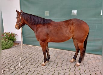 American Quarter Horse, Mare, 5 years, 14.2 hh, Brown