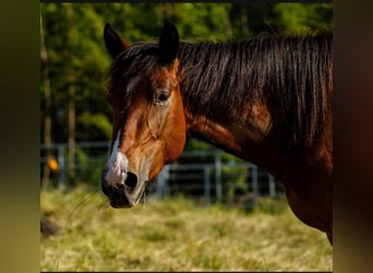 American Quarter Horse, Mare, 5 years, 14.2 hh, Brown
