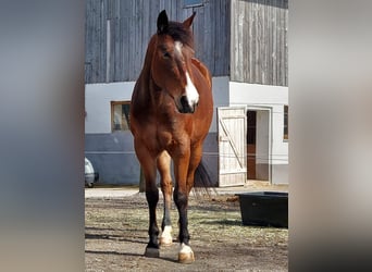 American Quarter Horse, Mare, 5 years, 14.2 hh, Brown