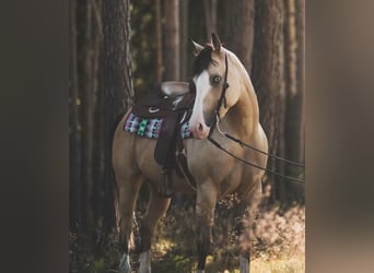 American Quarter Horse, Mare, 5 years, 14,2 hh, Buckskin