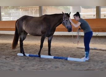 American Quarter Horse, Mare, 5 years, 14.2 hh, Buckskin