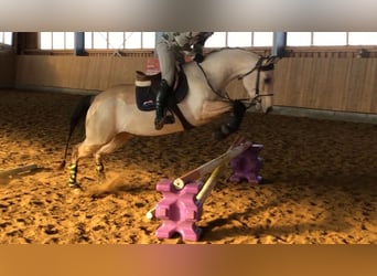 American Quarter Horse, Mare, 5 years, 14,2 hh, Buckskin