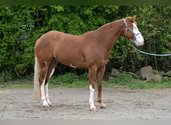 American Quarter Horse, Mare, 5 years, 14.2 hh, Chestnut-Red