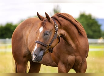 American Quarter Horse, Mare, 5 years, 14,2 hh, Chestnut-Red