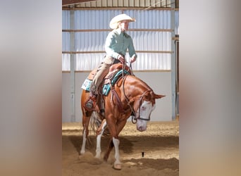 American Quarter Horse, Mare, 5 years, 14.2 hh, Chestnut-Red